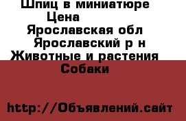 Шпиц в миниатюре › Цена ­ 18 000 - Ярославская обл., Ярославский р-н Животные и растения » Собаки   